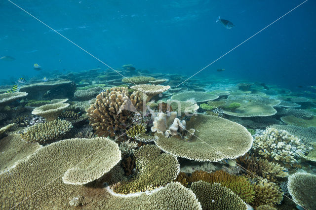 Table coral (Acropora spec)