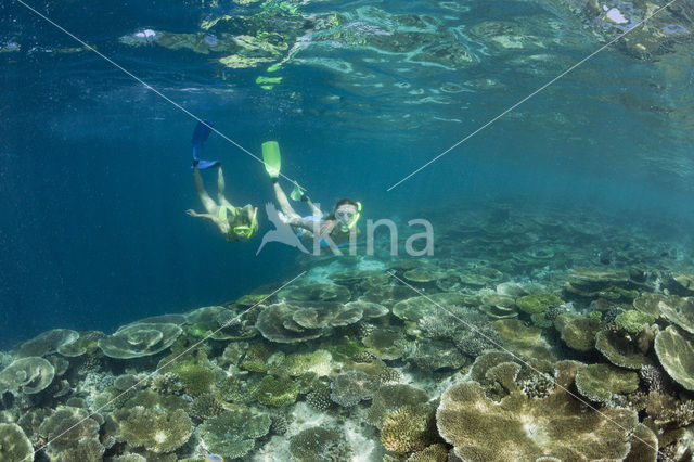 Tafelkoraal (Acropora spec)