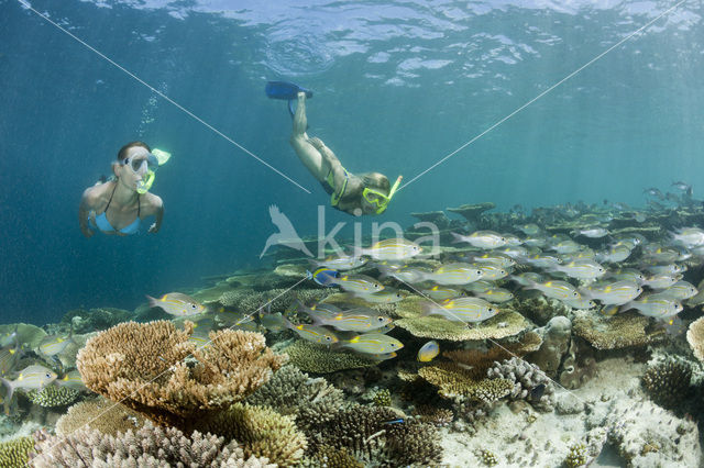 Table coral (Acropora spec)