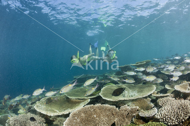 Table coral (Acropora spec)