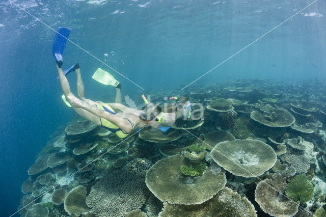 Table coral (Acropora spec)