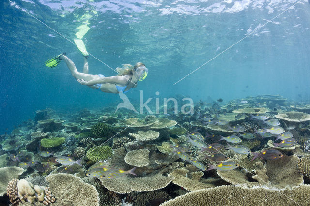 Table coral (Acropora spec)