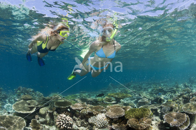 Table coral (Acropora spec)