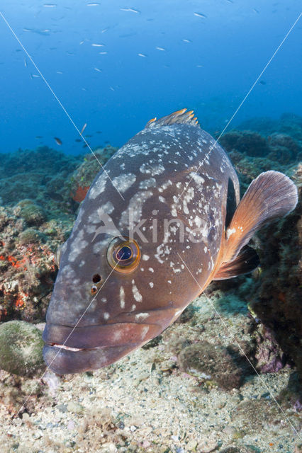 Tandbaars (Epinephelus marginatus)