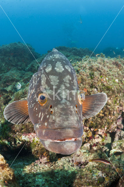 Dusky grouper (Epinephelus marginatus)