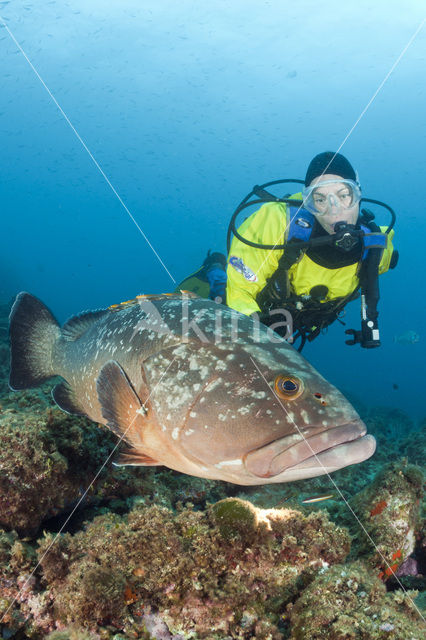 Tandbaars (Epinephelus marginatus)