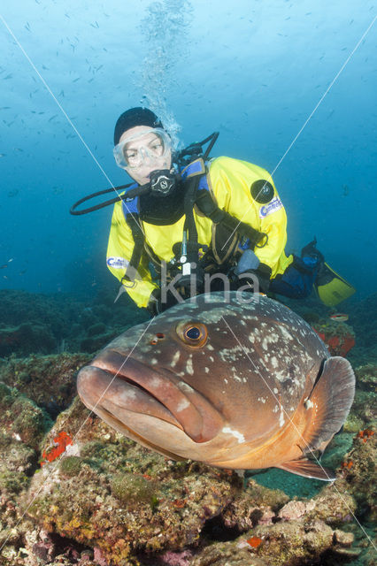 Dusky grouper (Epinephelus marginatus)