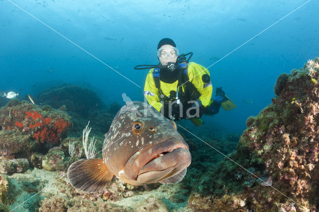 Tandbaars (Epinephelus marginatus)