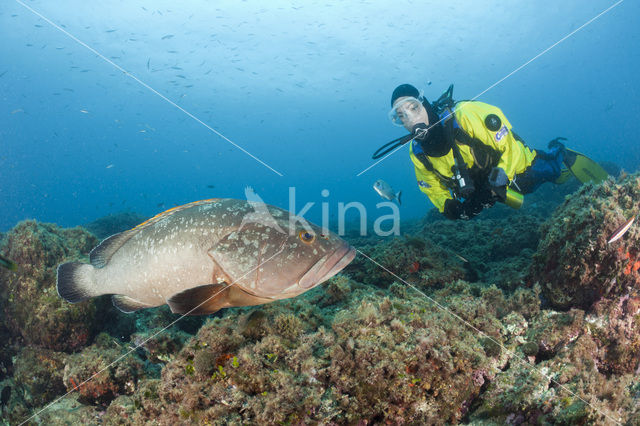 Tandbaars (Epinephelus marginatus)