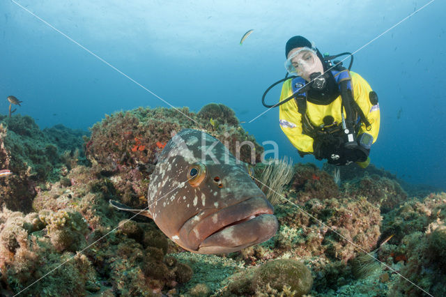 Dusky grouper (Epinephelus marginatus)