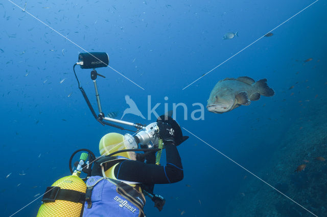 Tandbaars (Epinephelus marginatus)