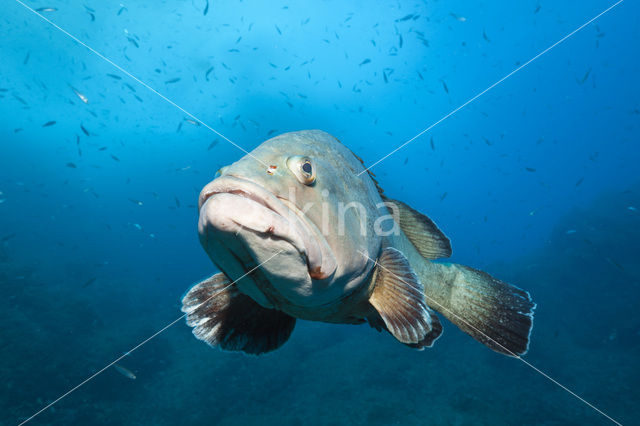 Dusky grouper (Epinephelus marginatus)