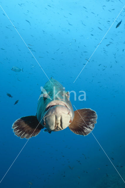 Dusky grouper (Epinephelus marginatus)