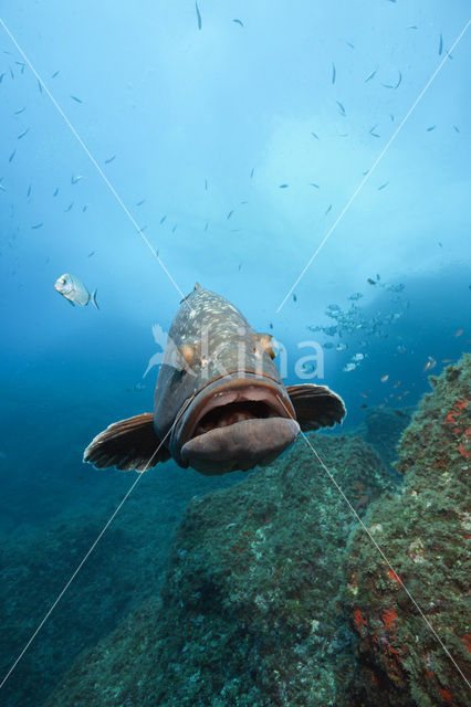 Dusky grouper (Epinephelus marginatus)