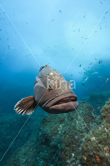 Dusky grouper (Epinephelus marginatus)