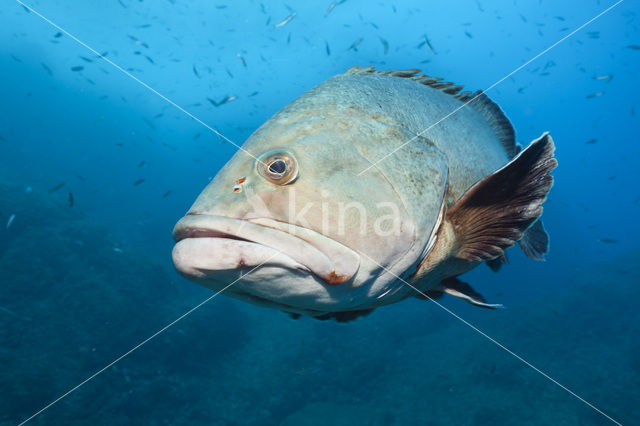 Dusky grouper (Epinephelus marginatus)