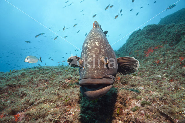 Dusky grouper (Epinephelus marginatus)