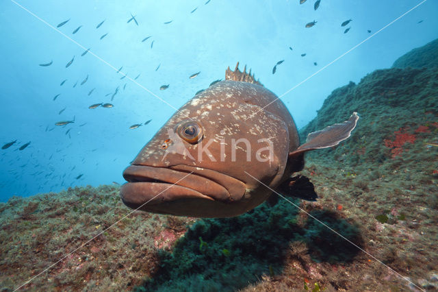 Dusky grouper (Epinephelus marginatus)