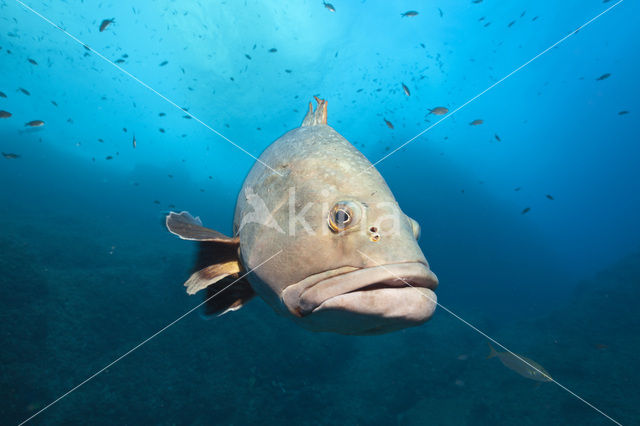 Dusky grouper (Epinephelus marginatus)