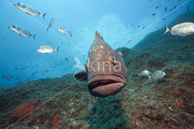 Dusky grouper (Epinephelus marginatus)