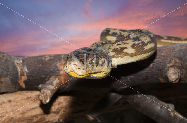 Timorese python (Python timoriensis)