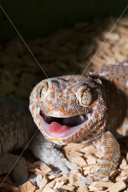 Tokay gekko (Gekko gecko)