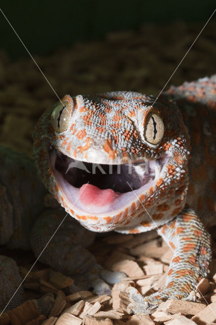 Tokay gekko (Gekko gecko)