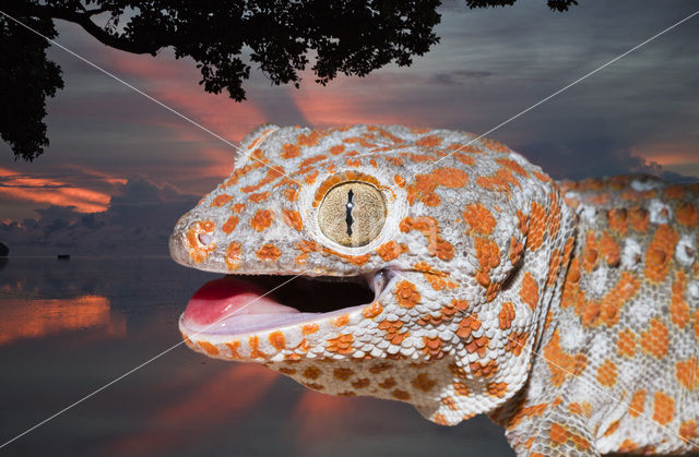Tokay gekko (Gekko gecko)