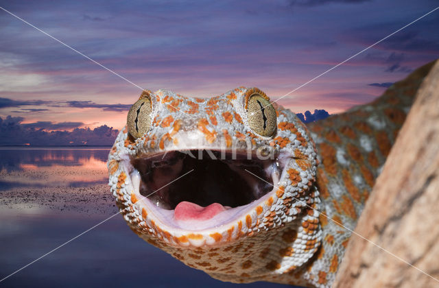 Tokay gekko (Gekko gecko)