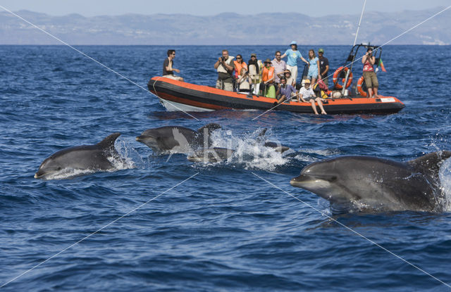 Tuimelaar (Tursiops truncatus)