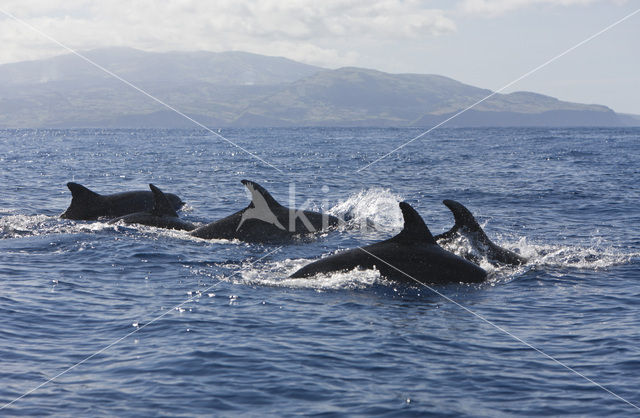 Bottlenose Dolphin (Tursiops truncatus)