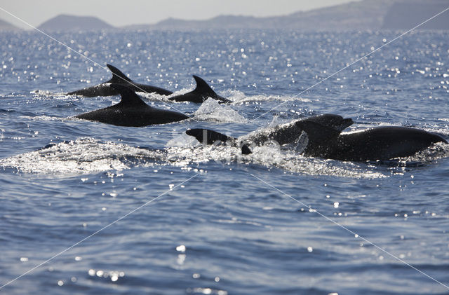 Tuimelaar (Tursiops truncatus)