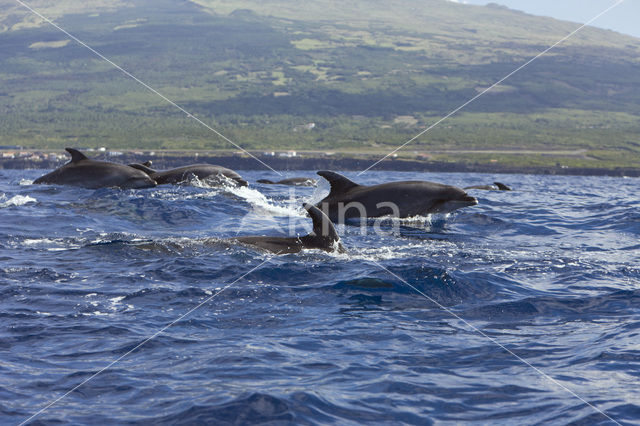 Tuimelaar (Tursiops truncatus)