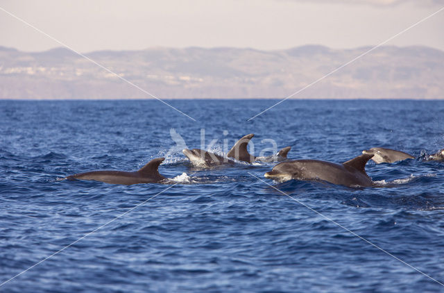 Bottlenose Dolphin (Tursiops truncatus)