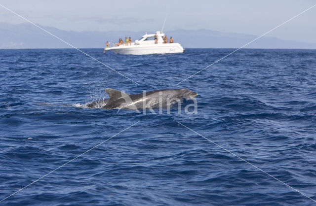 Tuimelaar (Tursiops truncatus)