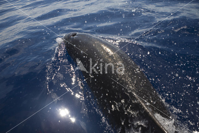 Bottlenose Dolphin (Tursiops truncatus)