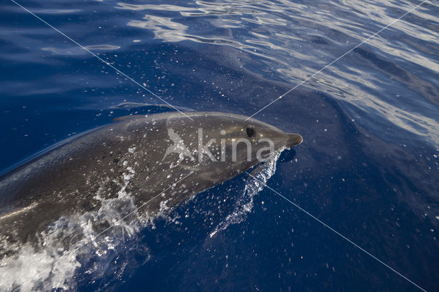 Bottlenose Dolphin (Tursiops truncatus)