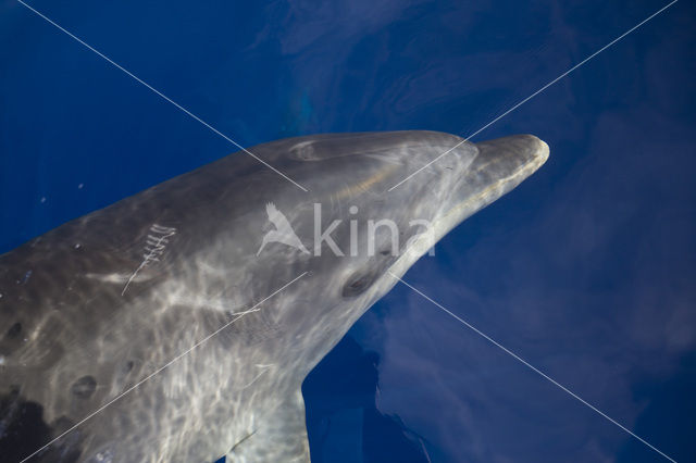 Tuimelaar (Tursiops truncatus)