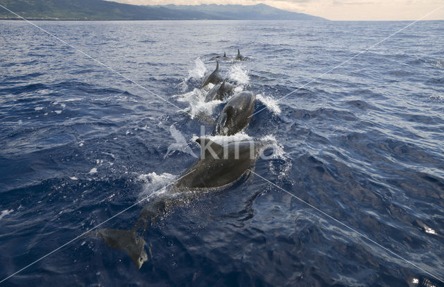 Bottlenose Dolphin (Tursiops truncatus)