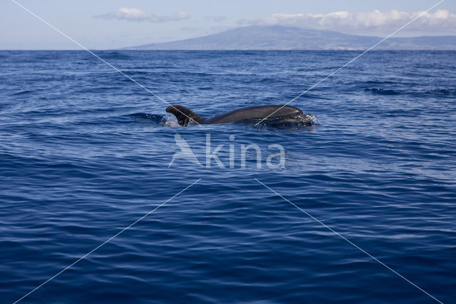 Tuimelaar (Tursiops truncatus)