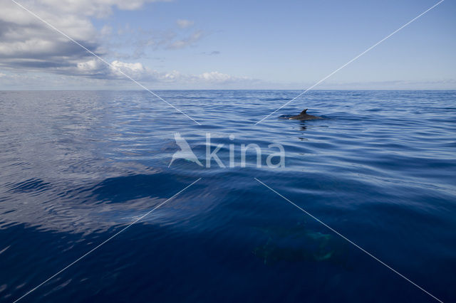 Tuimelaar (Tursiops truncatus)