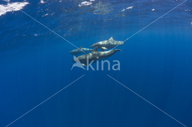 Bottlenose Dolphin (Tursiops truncatus)