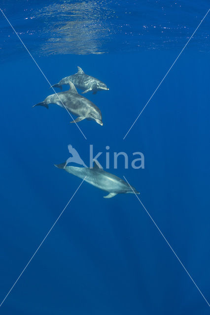Bottlenose Dolphin (Tursiops truncatus)