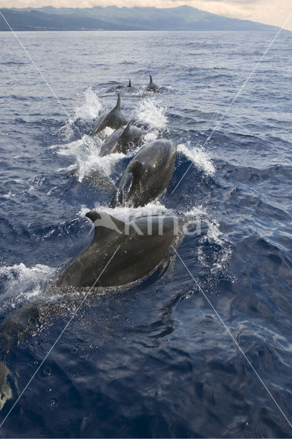 Bottlenose Dolphin (Tursiops truncatus)