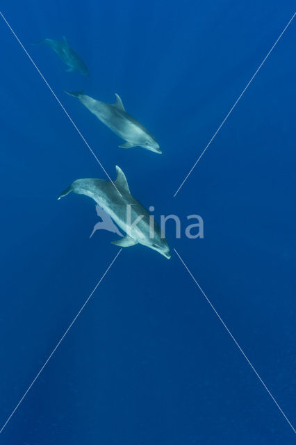 Bottlenose Dolphin (Tursiops truncatus)