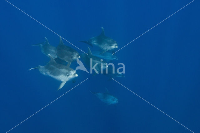 Bottlenose Dolphin (Tursiops truncatus)