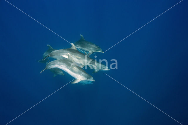 Bottlenose Dolphin (Tursiops truncatus)