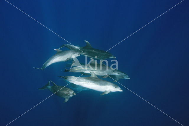 Bottlenose Dolphin (Tursiops truncatus)