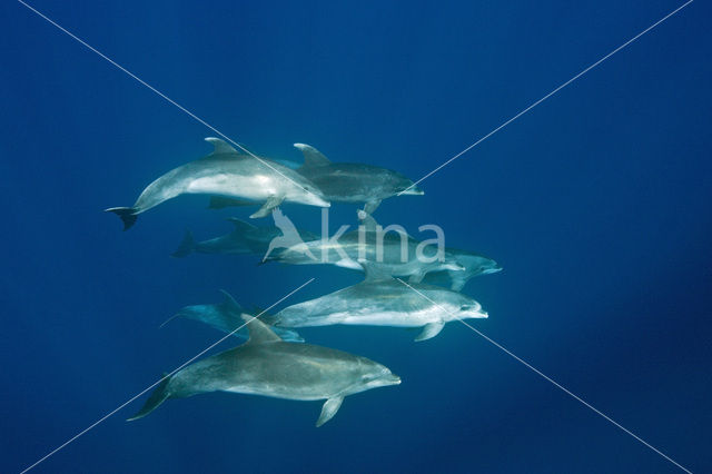 Bottlenose Dolphin (Tursiops truncatus)