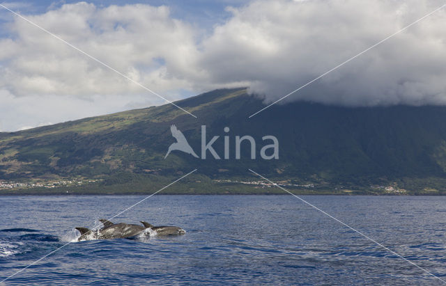 Bottlenose Dolphin (Tursiops truncatus)